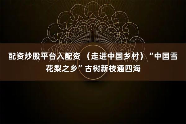 配资炒股平台入配资 （走进中国乡村）“中国雪花梨之乡”古树新枝通四海